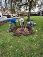 November  -- planting crocus corms at Groby Library